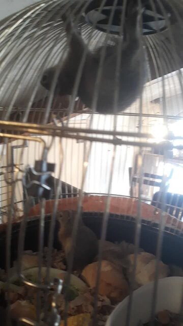 کشف جانوران حیات وحش از کافهای در رشت