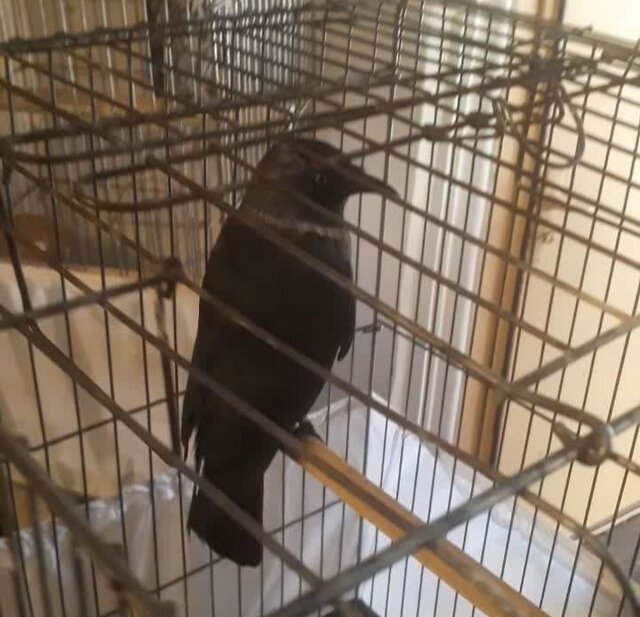 کشف جانوران حیات وحش از کافهای در رشت