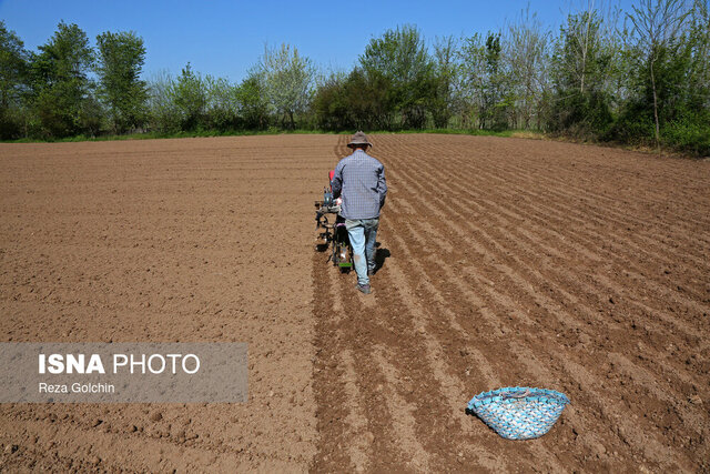 کشت بادام زمینی در آستانه اشرفیه آغاز شد