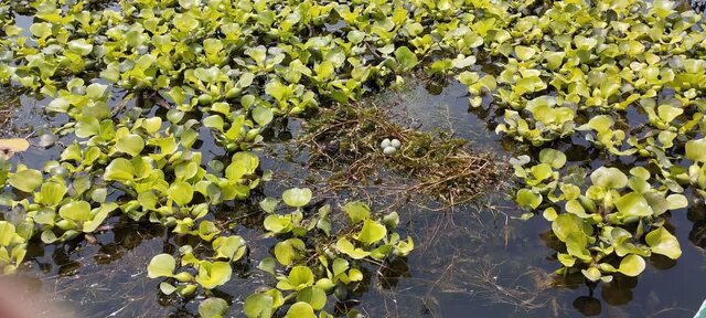 از تردد غیرضرور در نزدیکی کلونیهای پرندگان تالاب انزلی خودداری کنید