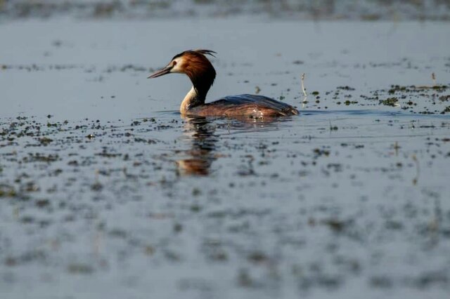 از تردد غیرضرور در نزدیکی کلونیهای پرندگان تالاب انزلی خودداری کنید