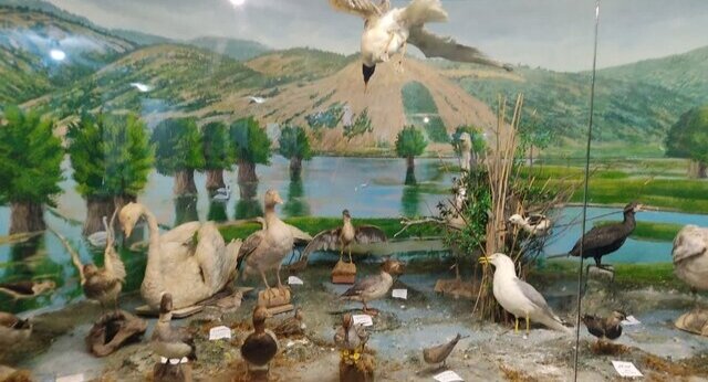 بازدید رایگان از موزه تاریخ طبیعی محیط زیست گیلان در روز ملی موزهها