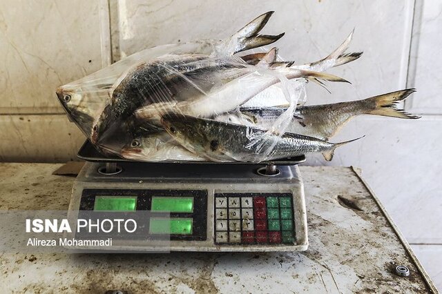 قیمت ماهی در بندرانزلی چطور محاسبه میشود؟