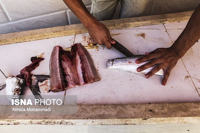 قیمت ماهی در بندرانزلی چطور محاسبه میشود؟