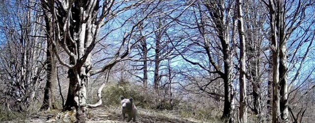 ثبت تنوع زیستی در دریچه دوربین محیط بانان املش