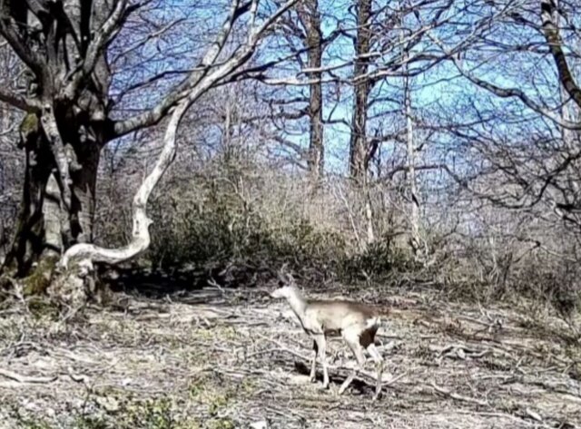 ثبت تنوع زیستی در دریچه دوربین محیط بانان املش