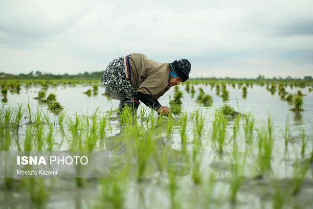 انجام نشاء برنج در ۱۱۵ هزار هکتار از اراضی کشاورزی گیلان