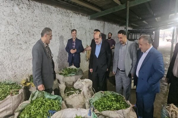 شهرستان رودسر تولیدکننده ۲۰ درصد چای مصرفی کشور شهرستان رودسر تولیدکننده ۲۰ درصد چای مصرفی کشور