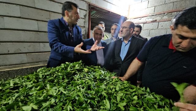 شهرستان رودسر تولیدکننده ۲۰ درصد چای مصرفی کشور