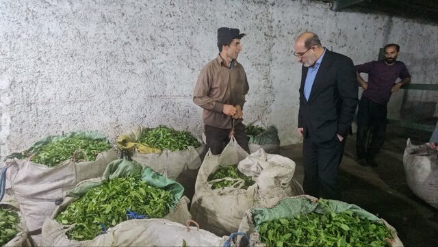 شهرستان رودسر تولیدکننده ۲۰ درصد چای مصرفی کشور