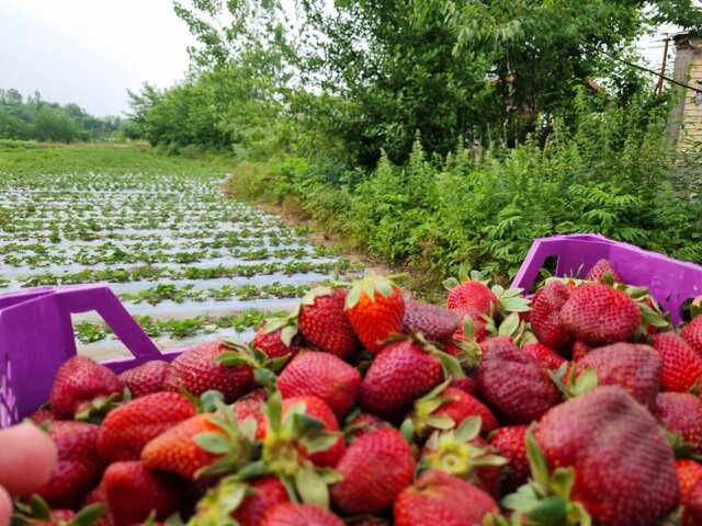 توت فرنگی های ارگانیک گیلان؛ از سیدشت تا صوفیانده