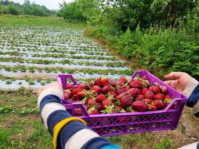 توت فرنگی های ارگانیک گیلان؛ از سیدشت تا صوفیانده