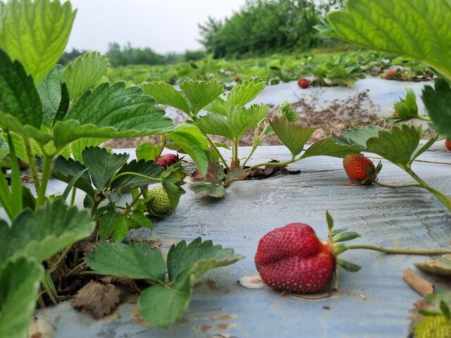 توتفرنگیهای ارگانیک گیلان؛ از سیدشت تا صوفیانده توتفرنگیهای ارگانیک گیلان؛ از سیدشت تا صوفیانده