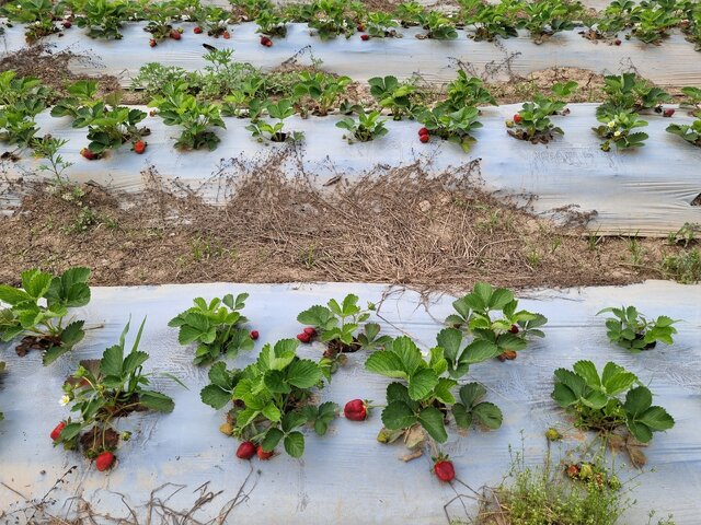 توت فرنگی های ارگانیک گیلان؛ از سیدشت تا صوفیانده