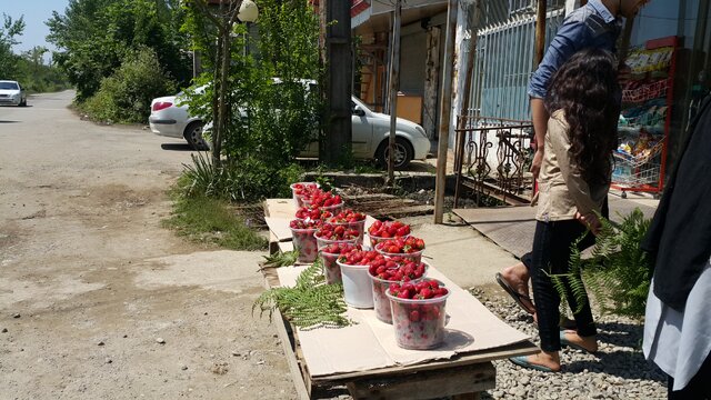 توت فرنگی های ارگانیک گیلان؛ از سیدشت تا صوفیانده