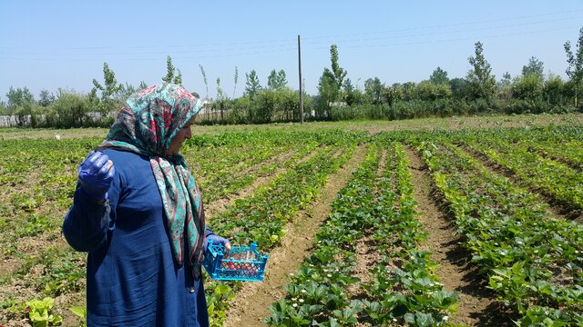 توت فرنگی های ارگانیک گیلان؛ از سیدشت تا صوفیانده