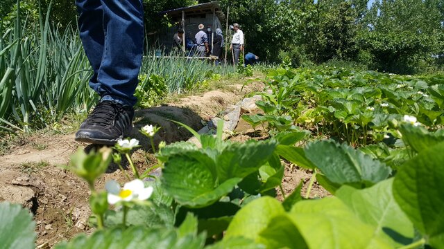 توت فرنگی های ارگانیک گیلان؛ از سیدشت تا صوفیانده