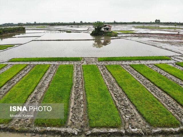 استقبال شالیکاران بندرانزلی از تولید محصول سالم برنج استقبال شالیکاران بندرانزلی از تولید محصول سالم برنج