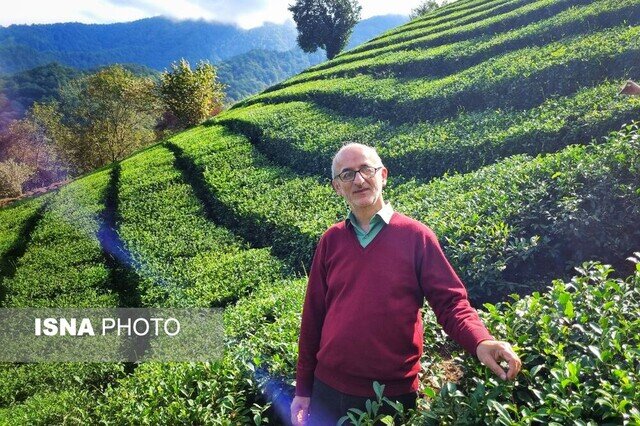 توریسم چای، رویکرد نوین برای احیای باغ های چای