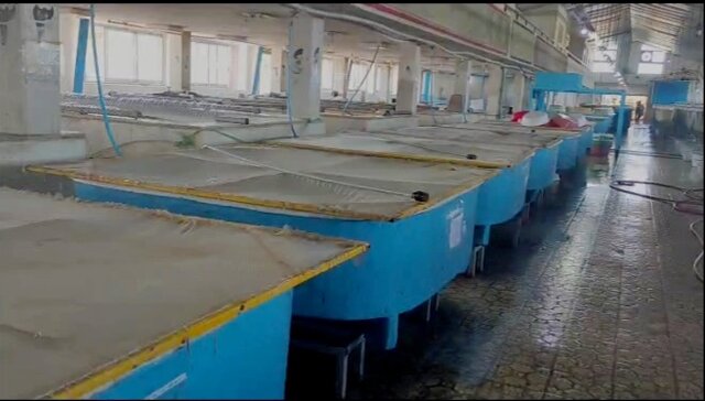 ۲۰۰ میلیون بچهماهی در سواحل گیلان رهاسازی میشوند