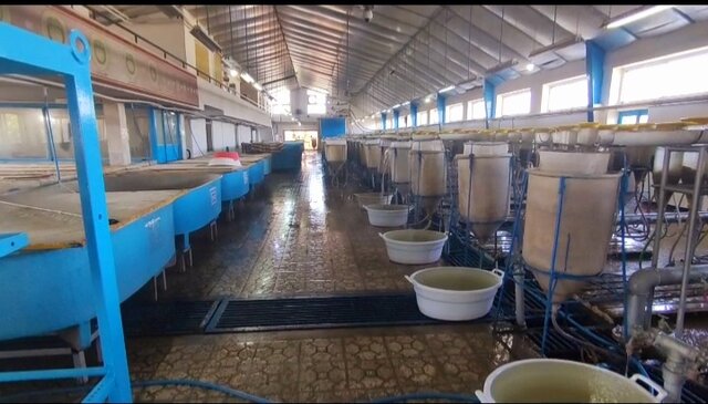 ۲۰۰ میلیون بچهماهی در سواحل گیلان رهاسازی میشوند