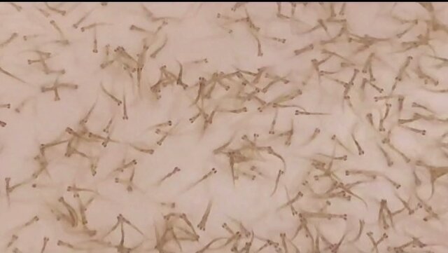 ۲۰۰ میلیون بچهماهی در سواحل گیلان رهاسازی میشوند