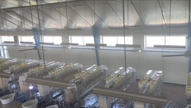 ۲۰۰ میلیون بچهماهی در سواحل گیلان رهاسازی میشوند