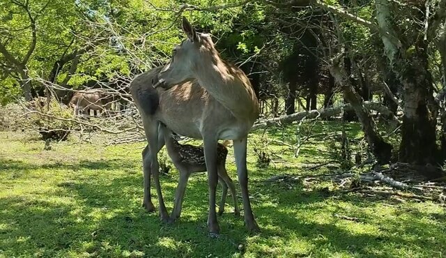 تولد دو بره مرال در پناهگاه حیات وحش آستارا+ویدئو