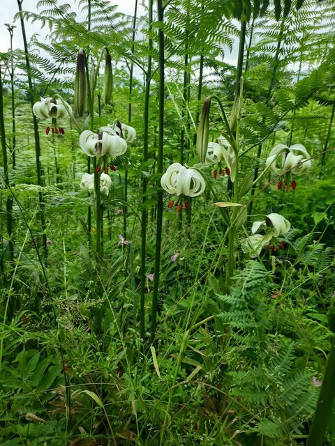 گلدهی لیلیوم نادر در داماش رودبار