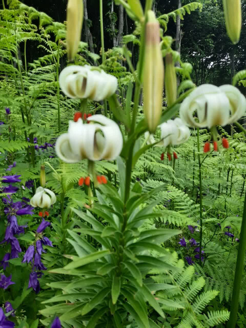 گلدهی لیلیوم نادر در داماش رودبار