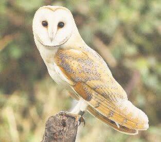 جغد سفید پس از تیمار در طبیعت رهاسازی شد