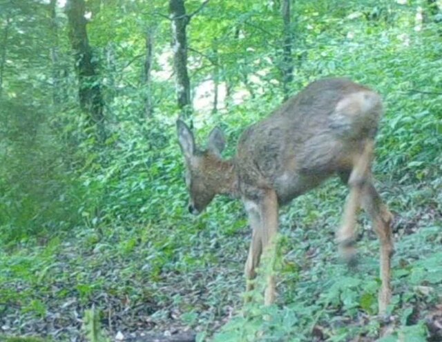 مشاهده خرس قهوهای و شوکا در جنگلهای شفت
