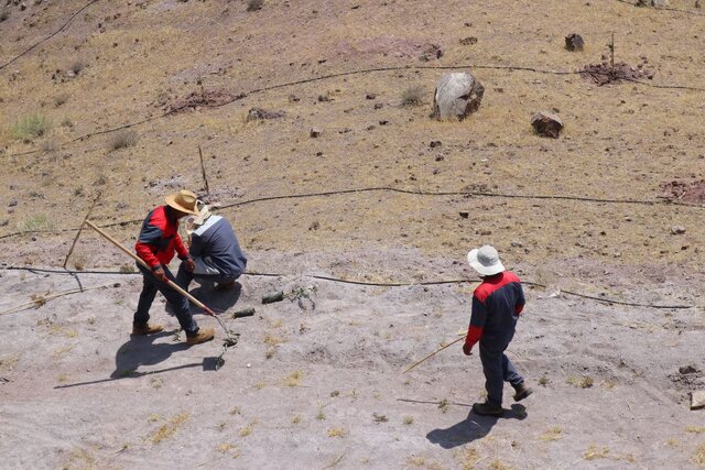 اقدامات شایستهای برای مبارزه با آفت ملخ مراکشی در رودبار انجام گرفت