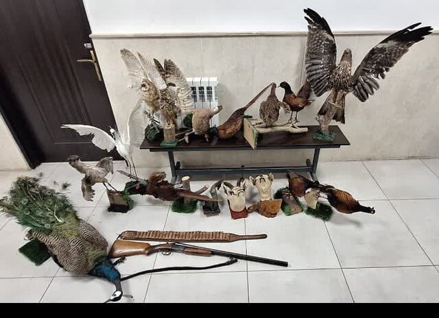 انواع پرندگان و حیوانات خشک شده در سنگر کشف شد انواع پرندگان و حیوانات خشک شده در سنگر کشف شد