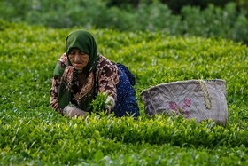 چین دوم، هفته آینده آغاز می شود