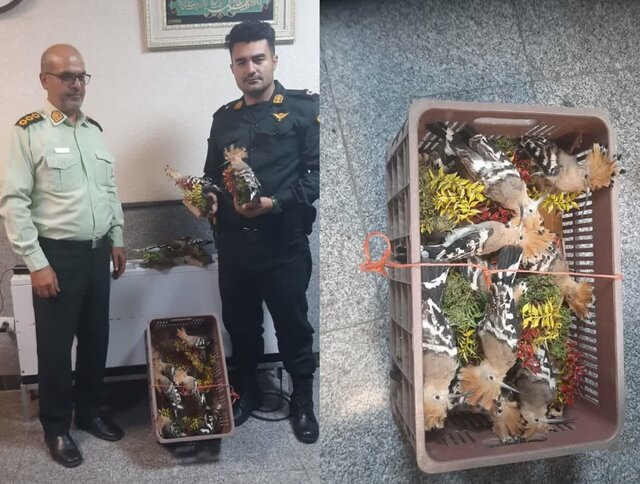 ۱۲ قطعه هدهد تاکسیدرمی شده در فرودگاه رشت کشف شد ۱۲ قطعه هدهد تاکسیدرمی شده در فرودگاه رشت کشف شد