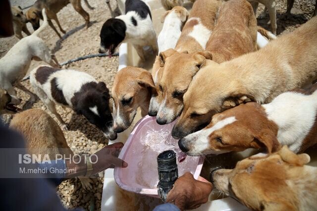 هزینه ۳ میلیارد تومانی سگهای بلاصاحب بر دوش شهرداری بندرانزلی در سال گذشته