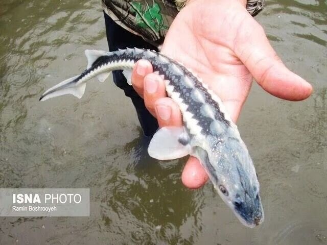 بازسازی ذخایر نباشد، بهرهبرداری از ماهی خزر دچار نقصان میشود