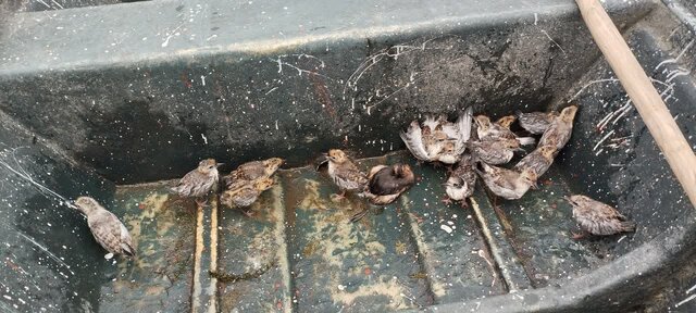 جوجه پرستوهای دریایی تالاب انزلی رصد میشود