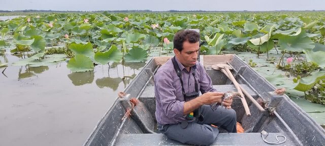 جوجه پرستوهای دریایی تالاب انزلی رصد میشوند جوجه پرستوهای دریایی تالاب انزلی رصد میشوند