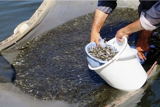 بیش از ۹۰ میلیون بچه ماهی در مصب رودخانههای گیلان رها شدهاند