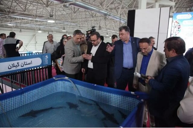 بیش از ۹۰ میلیون بچه ماهی در مصب رودخانههای گیلان رها شدهاند