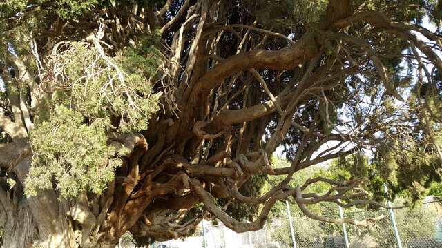 سرو ۱۰۰۰ ساله هرزویل، اثری ملی و سمبل آزادگی گیلان