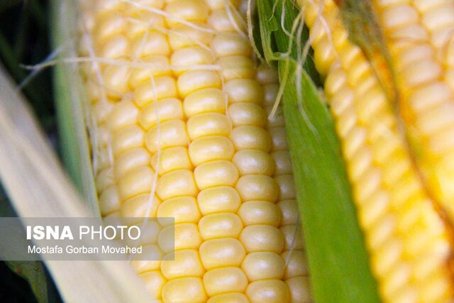 عکس تزئینی است تعیین تکلیف ۱۱ هزار تن ذرت در معرض فساد در فارس