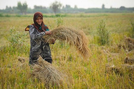 معرفی «توکا»، رقم جدید برنج به نام دختران گیلانی