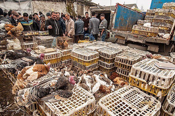 پایش آنفلوانزای فوق حاد طیور بومی در ۱۹۲ روستای آذربایجان‌غربی