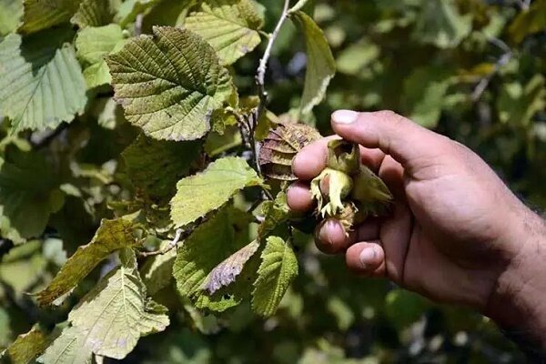 آغاز برداشت نوبرانه فندق در مناطق کوهستانی گیلان