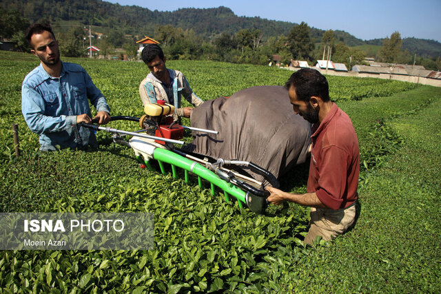 پرداخت ۷۲ درصدی مطالبات چایکاران از قدرالسهم دولت