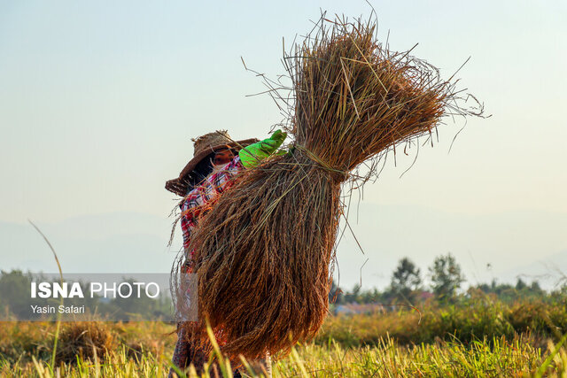 برداشت برنج در ۷۵ درصد از شالیزارهای گیلان برداشت برنج در ۷۵ درصد از شالیزارهای گیلان