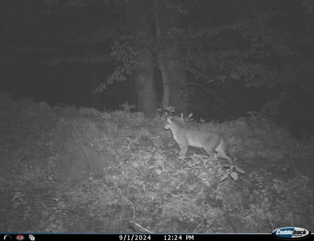 جنگلهای هیرکانی؛ گنجینه ارزشمند طبیعی گیلان